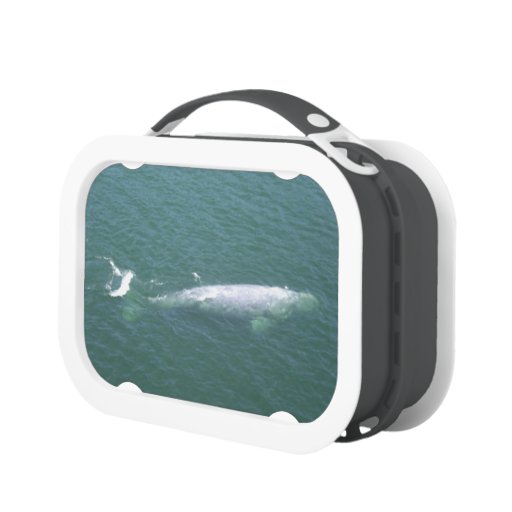 whale lunch box