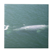 Grey Whale Tile