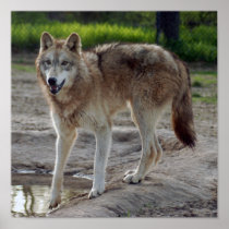 grey-wolf-10 posters