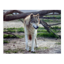 grey-wolf-13 postcards