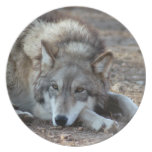 grey-wolf-20 plates