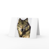 Grey Wolf Greeting Card