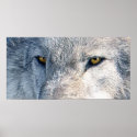 Grey Wolf Eyes Wildlife Art Poster