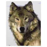 Grey Wolf flyers