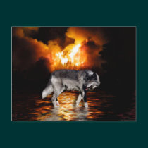 Grey Wolf & Forest Fire Wildlife Photo Postcards postcards