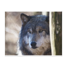 Grey Wolf Gallery Wrapped Canvas