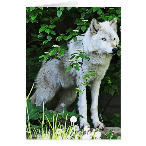 Grey Wolf Greeting Card | Zazzle