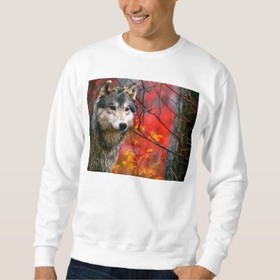 Grey Wolf in Beautiful Red and Yellow Foliage Pullover Sweatshirts