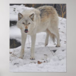 Grey Wolf in Snow Print