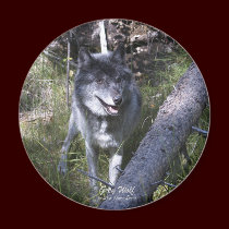 GREY WOLF Magnet by RavenSpiritPrints GREY WOLF Magnet
