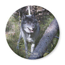 GREY WOLF Magnet by RavenSpiritPrints GREY WOLF Magnet