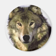 Grey Wolf Magnets