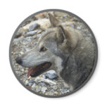 GREY WOLF Photo Magnet