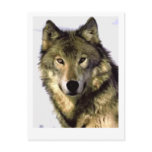 Grey Wolf Post Card