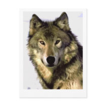 Grey Wolf Post Card