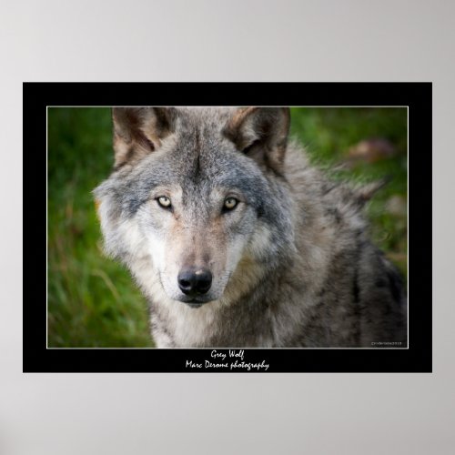 Grey Wolf print