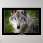 Grey Wolf Posters