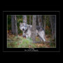 Grey Wolf Poster