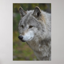 Grey Wolf Poster