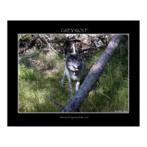 GREY WOLF Poster posters