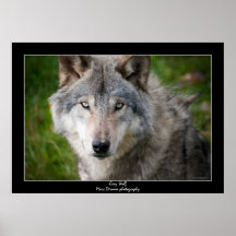 Grey Wolf Posters
