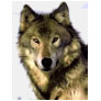 Grey Wolf T Shirt