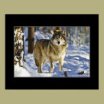 Grey wolf walking in snow - poster posters