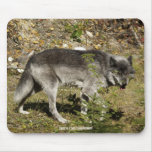 Grey Wolf  Wildlife Mouse Pad