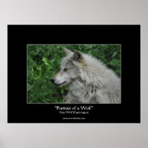 Grey Wolf Wildlife Photo Portrait Posters