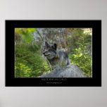 Grey Wolf Wildlife Photo Poster