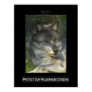 GREY WOLF Wildlife Support Poster GREY WOLF Wildlife Support Poster