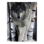 Grey Wolf & Winter Forest Wildlife Art Card Post Card