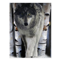 Grey Wolf & Winter Forest Wildlife Art Card Post Card