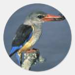 Greyhooded Kingfisher Stickers