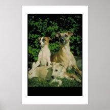 Greyhound and Puppies Poster
