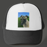 Greyhound Dog Art - Teddy Hats