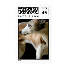 Greyhound Dog  Postage Stamp
