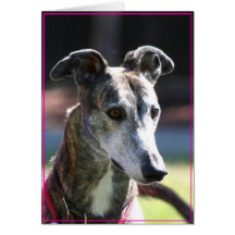 Greyhound greeting card