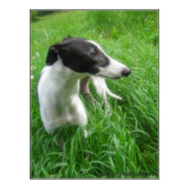 Greyhound Meadow Poster posters