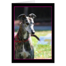 Greyhound notecard
