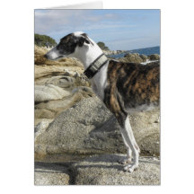 Greyhound Photographs Greeting Card