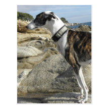 Greyhound Photographs Postcard