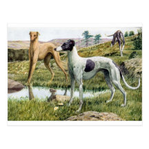Greyhound Post Cards
