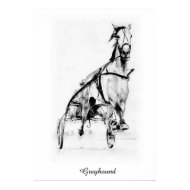 Greyhound print