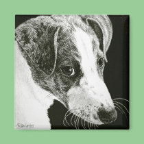 Greyhound Pup Magnet - "Paddy" magnets