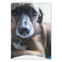 Greyhound Puppy Greeting Card