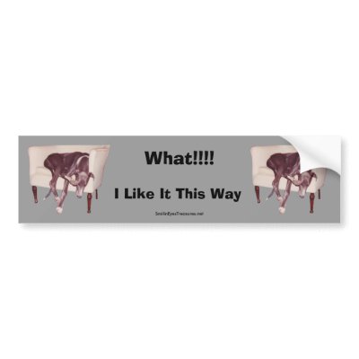 Funny Bumper Stickers on Greyhound Sleeping In Chair Funny Bumper Sticker From Zazzle Com
