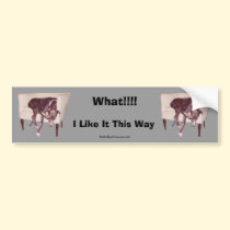 Greyhound Sleeping In Chair Funny Bumper Sticker