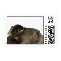 Greyhound Stamp 1