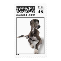 Greyhound Stamp 2
